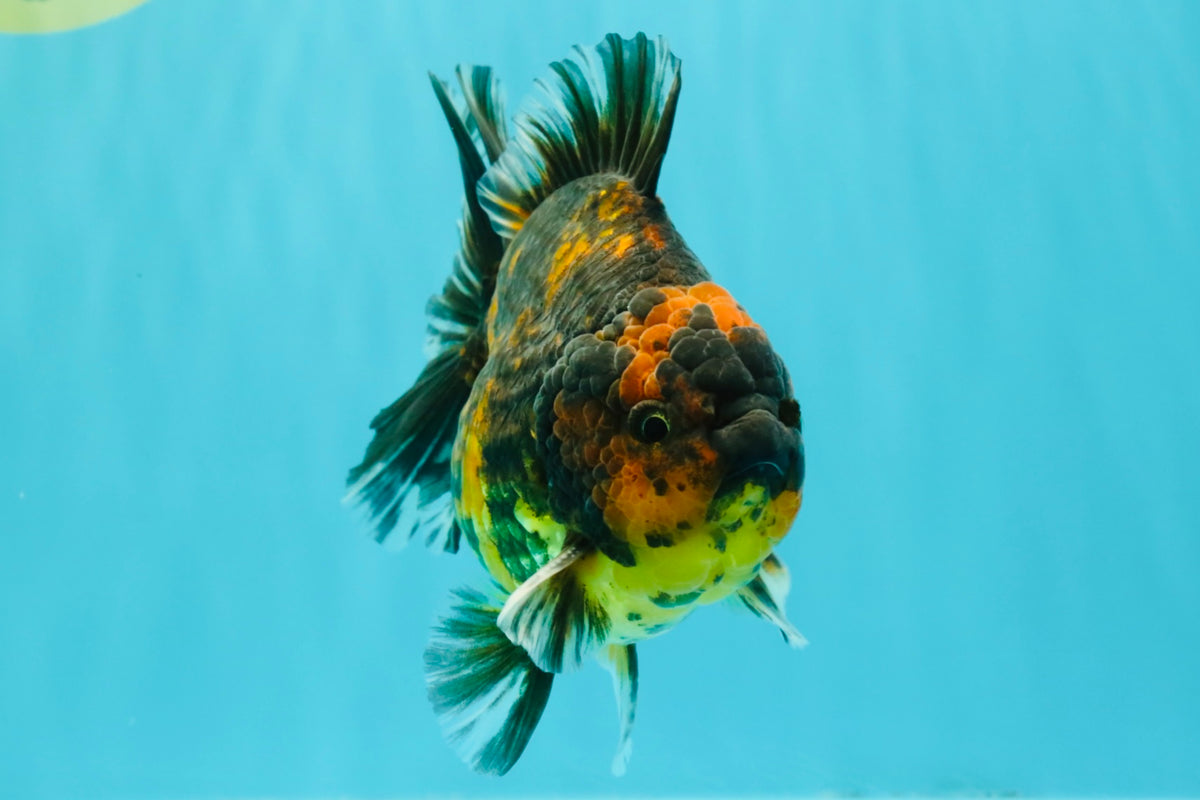CHONKY A Grade Tiger Oranda Male 5-5.5 inches #090426OR_04