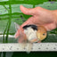 Panda cabeza de limón, oranda, macho, ojos de botón, 4,5-5 pulgadas, n.º 0830OR_27