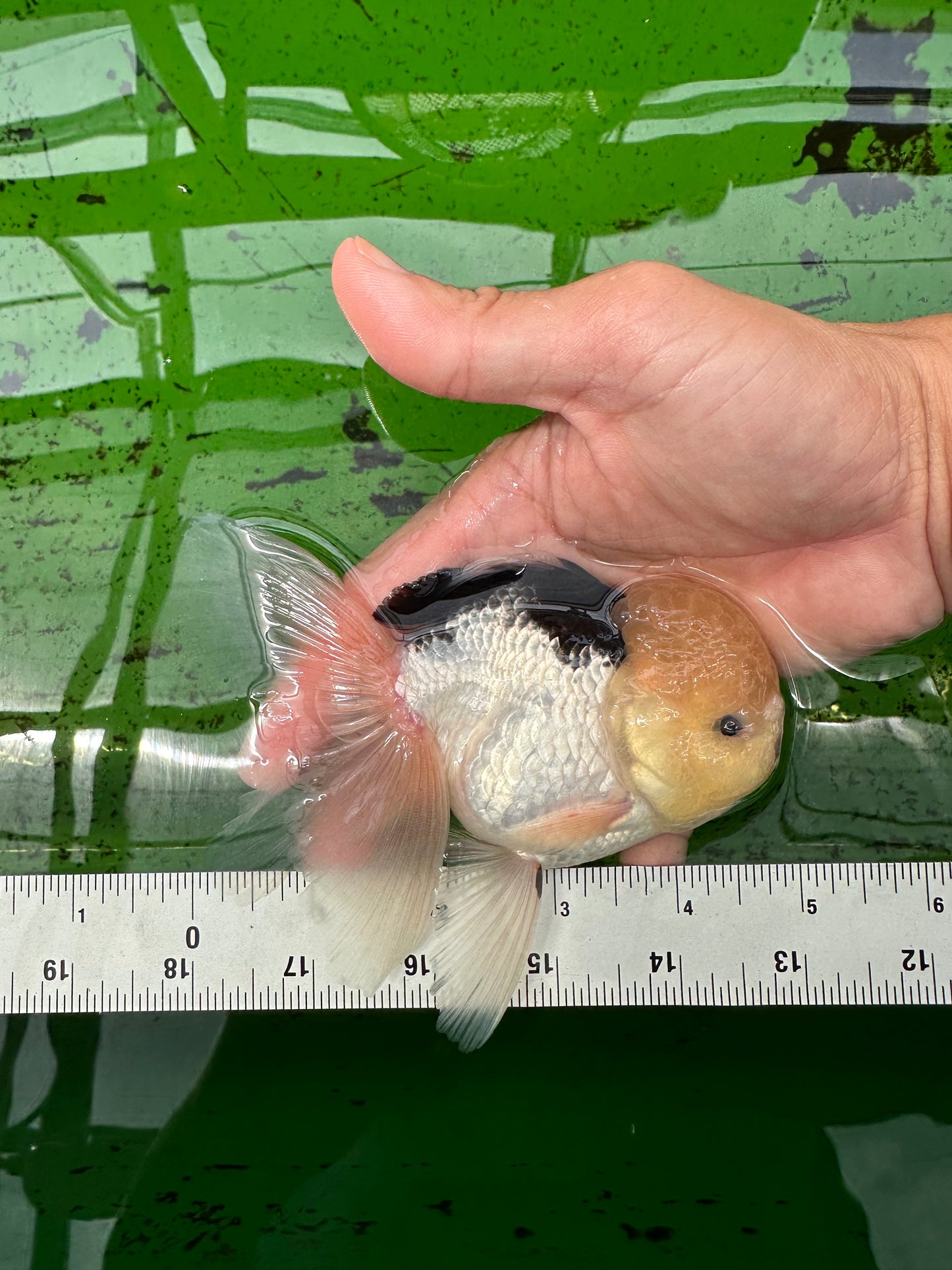 Panda Lemonhead Button Eyes Oranda Male 4.5-5 inches #0830OR_27