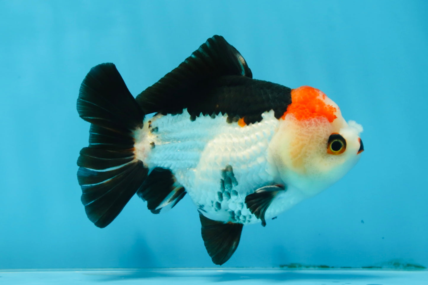 Puppy Pompom Tricolor Yuanbao Male 4.5 inches #071125YB_15