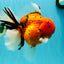 A Grade Super Big Body Tiger Oranda Male 6.5 inches #061926OR_04