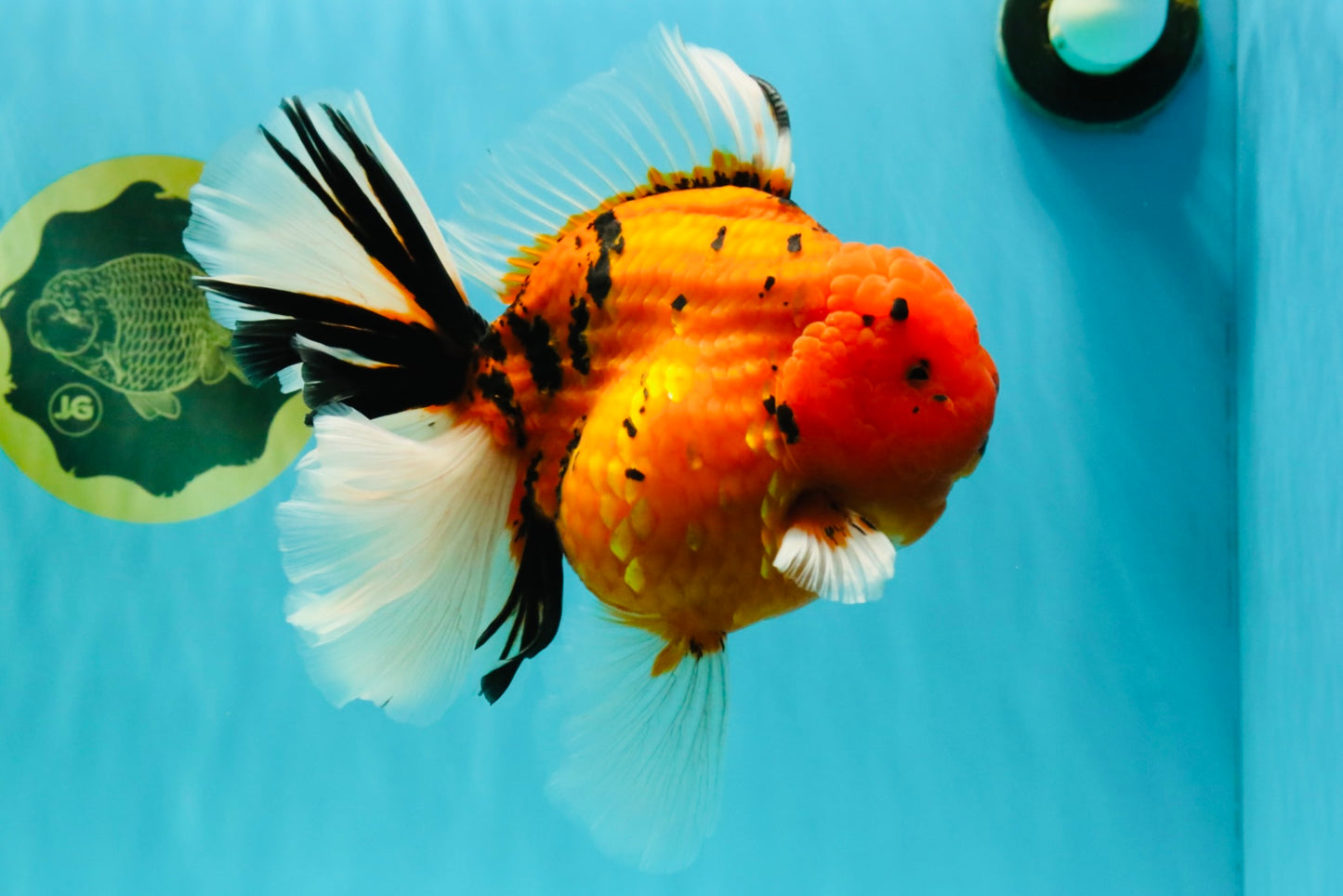 A Grade Super Big Body Tiger Oranda Male 6.5 inches #061926OR_04