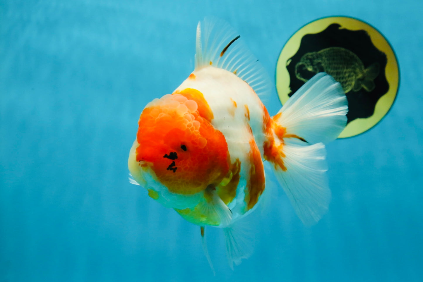 A Grade SPECIAL Sakura Oranda Female 5.5-6 inches #051625OR_14