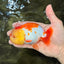 BIG WEN AAA Grade Red White LionQueen 4.5 inches #050126LC_21