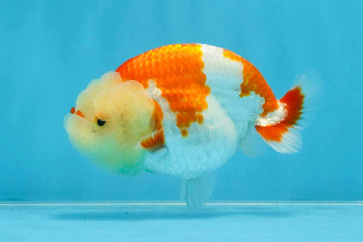 POPCORN AAA Grade Red White Kohaku LionQueen 4 inches #101725LC_05