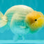 SPECIAL White Buffalo Ranchu Female 5.5 inch #092526RC_21
