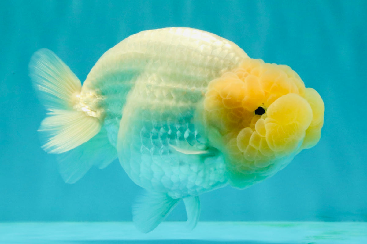 SPECIAL White Buffalo Ranchu Female 5.5 inch #092526RC_21