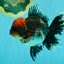 AAA Grade Red Head Kirin Oranda Male 6-6.5 inches #070326OR_27