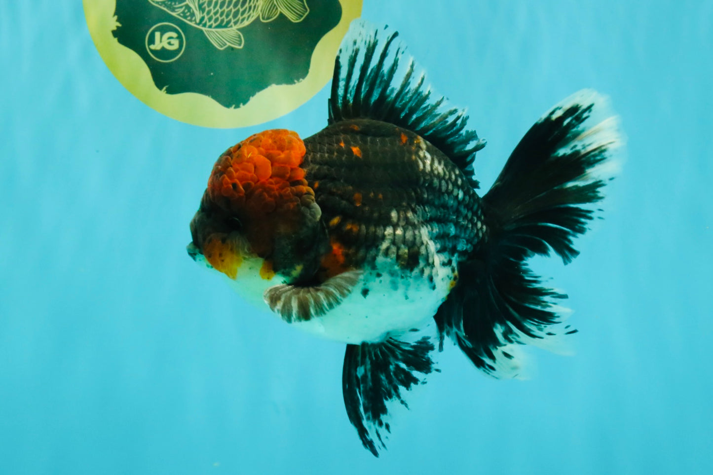AAA Grade Red Head Kirin Oranda Male 6-6.5 inches #070326OR_27
