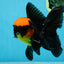 AAA Grade Batman Apache Oranda Male  5 inches #053025OR_16