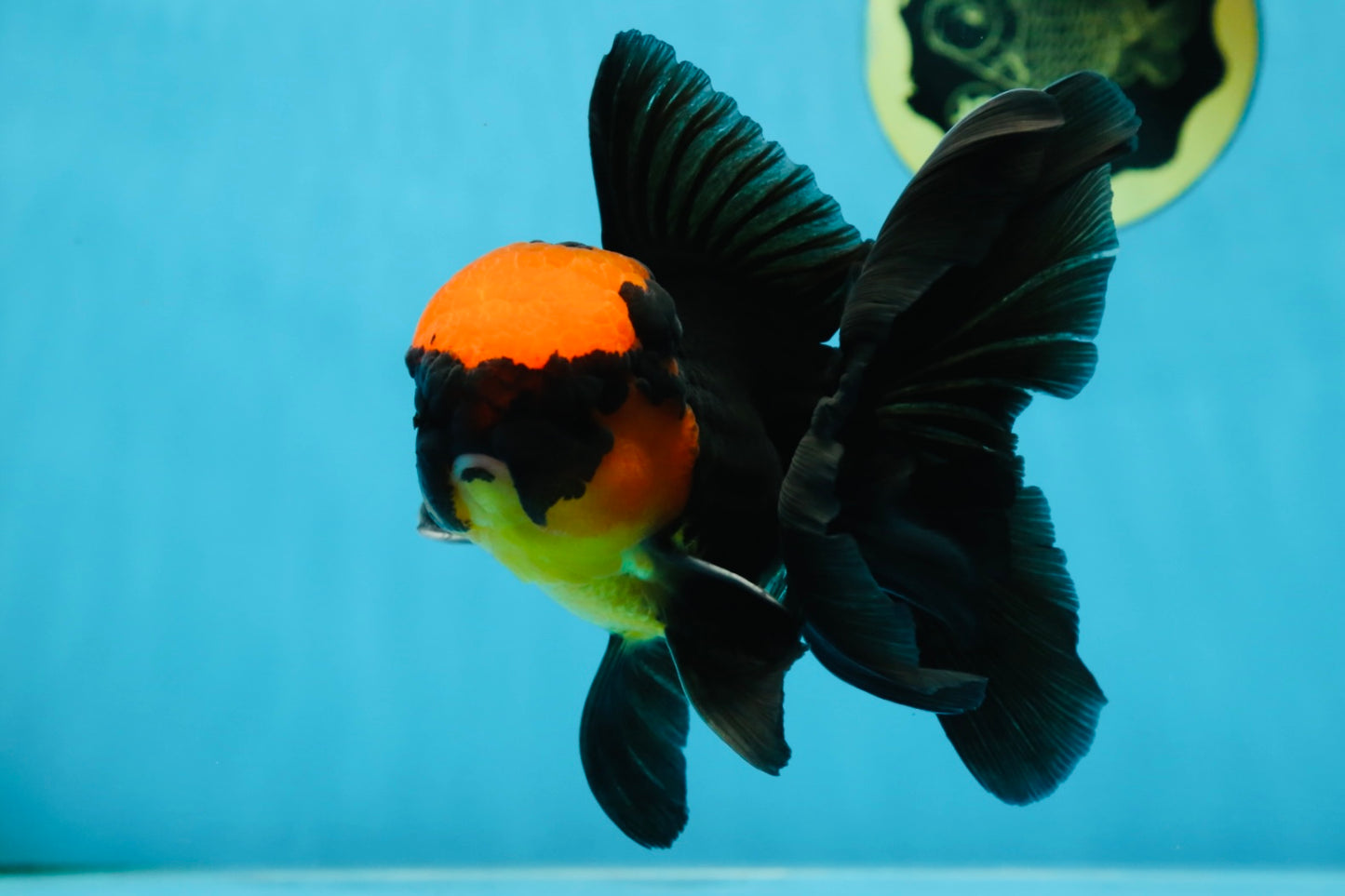 AAA Grade Batman Apache Oranda Male  5 inches #053025OR_16