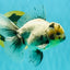 AAA Grade White Marble Oranda Male 5.5 inches #070626OR_23