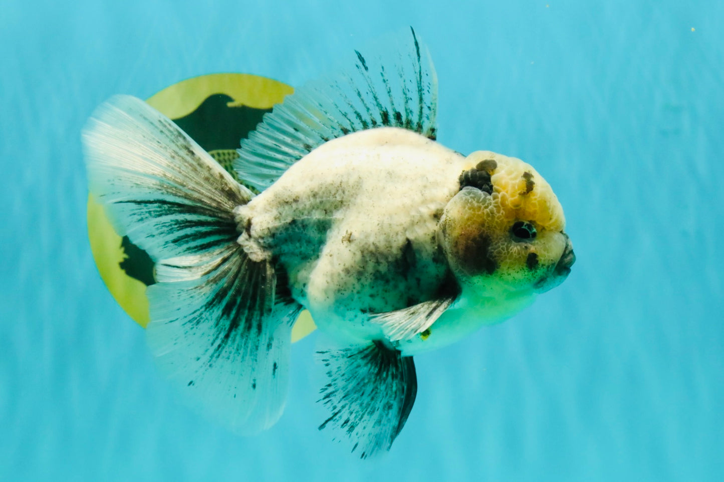 AAA Grade White Marble Oranda Male 5.5 inches #070626OR_23