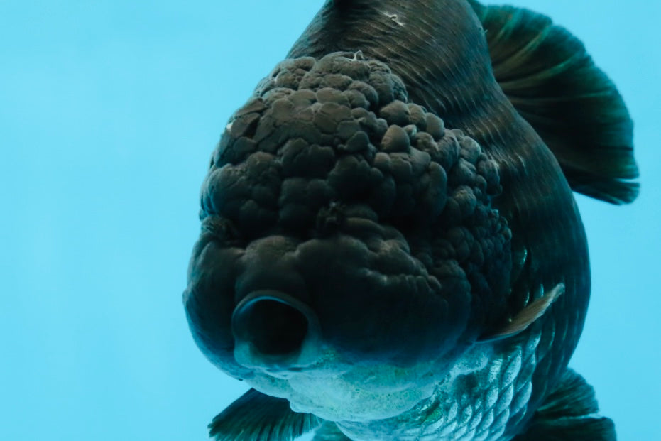 AAA Grade Godzilla Black Yuanbao Female 5 inches #101025YB_22