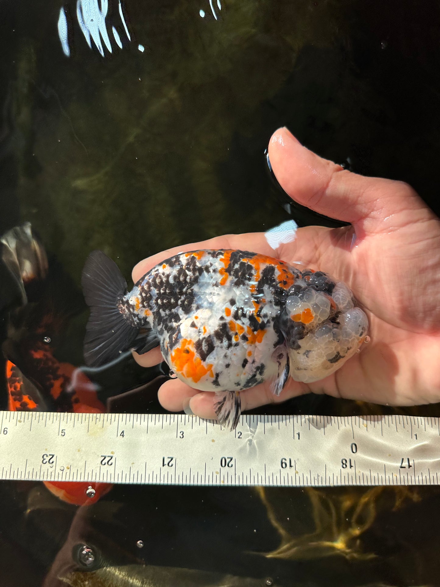 RARE AAA Grade Special Tricolor Tiger LionQueen 4.5-5 inches #082225LC_02