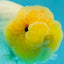 TRULY Lemonhead Lionchu Male 4 inches #1004LC_17