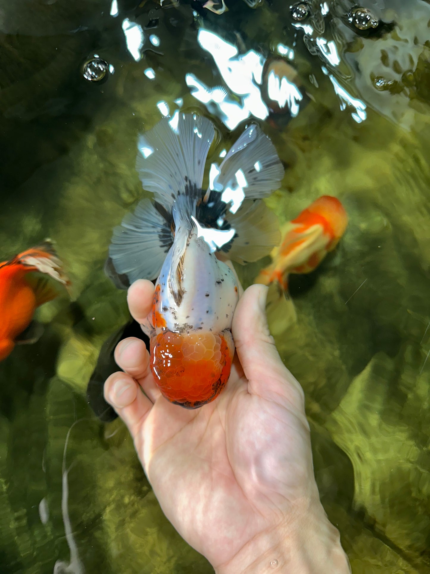 AAA Grade Calico Oranda Male 5-5.5 inches #050925OR_48