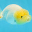 LEMON POP AAA Grade Lemonhead LionQueen 3.5-4 inches #101725LC_03