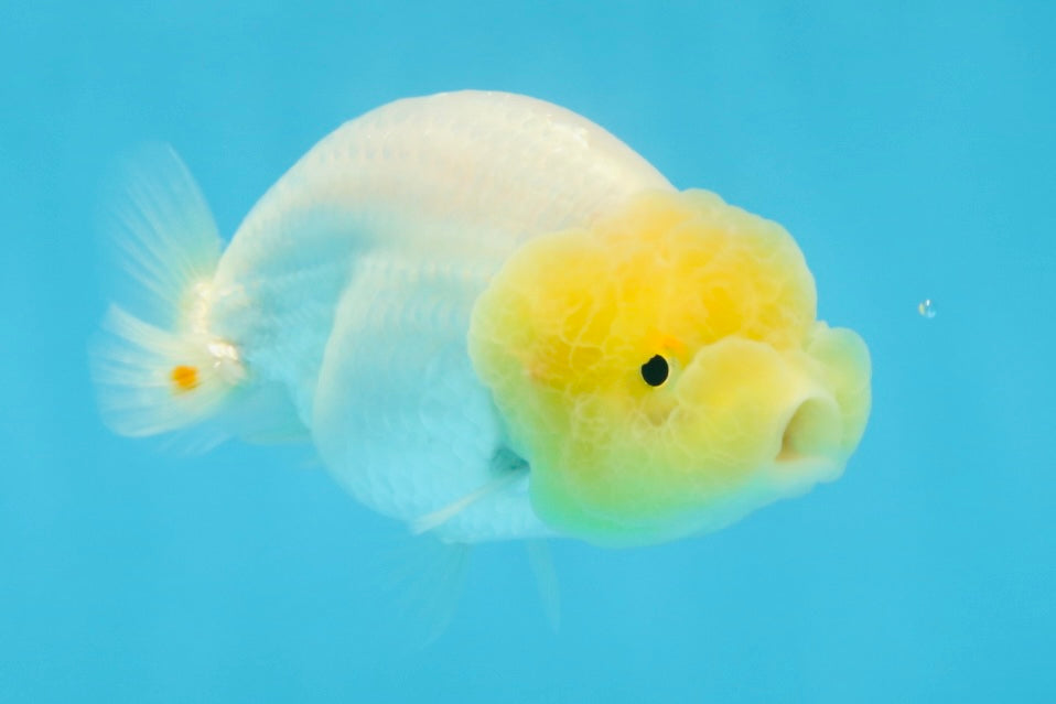 LEMON POP AAA Grade Lemonhead LionQueen 3.5-4 inches #101725LC_03