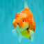 CHUBBY AAA Grade Kohaku Sakura Yuanbao Male 5 inches #092526YB_06