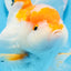 A Grade Big Size Red White Oranda Female 6.5 inches #0706OR_11