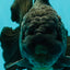 TOOTHLESS AAA Grade Calico Oranda Female 6 inches #100226OR_35