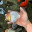 A Grade Strong Body Structure White Oranda Male 5.5-6 inches #062626OR_24