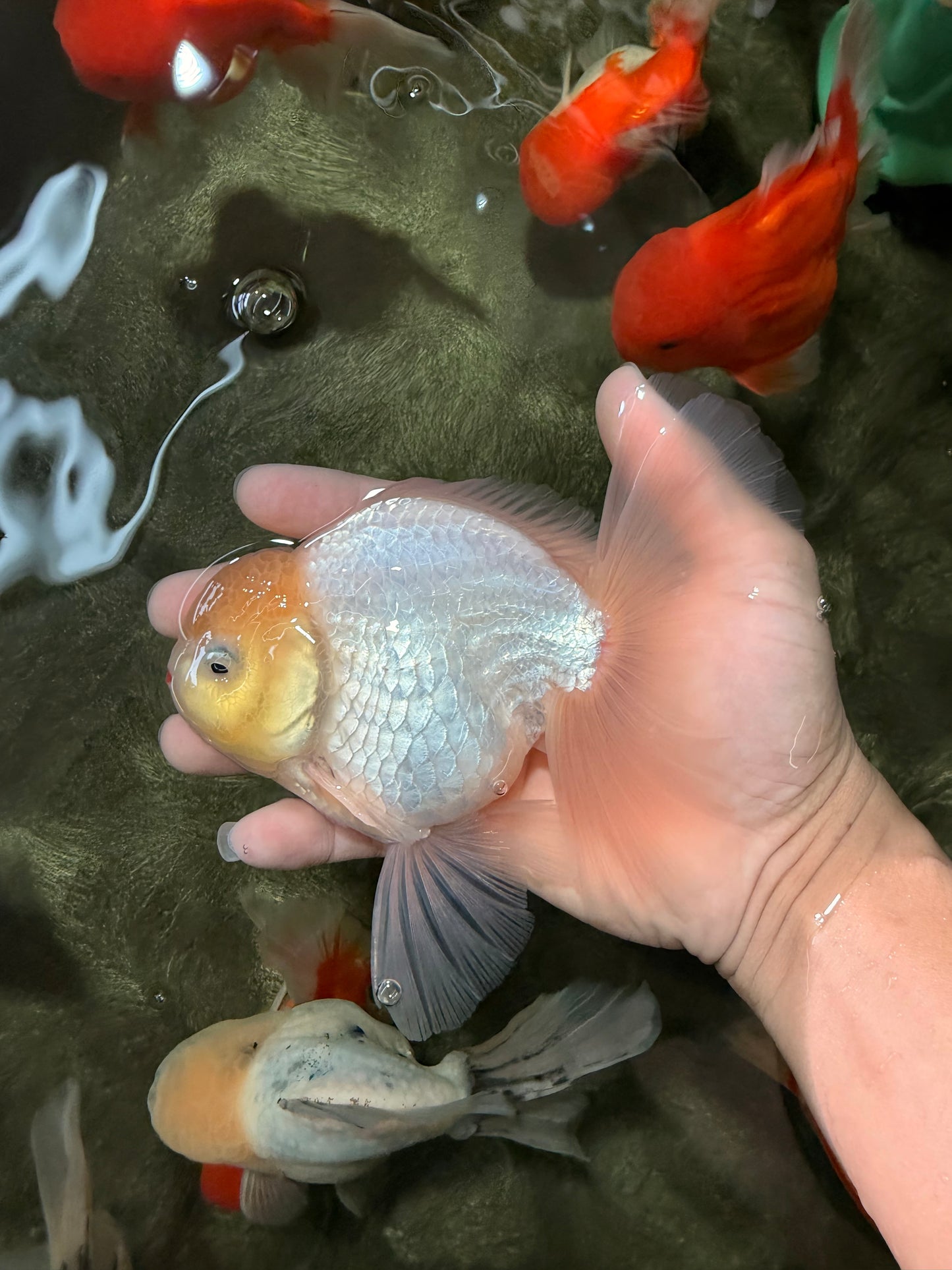 A Grade Strong Body Structure White Oranda Male 5.5-6 inches #062626OR_24