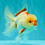 CHICKIE AAA Grade Red White Oranda Male 5-5.5 inches #062626OR_28