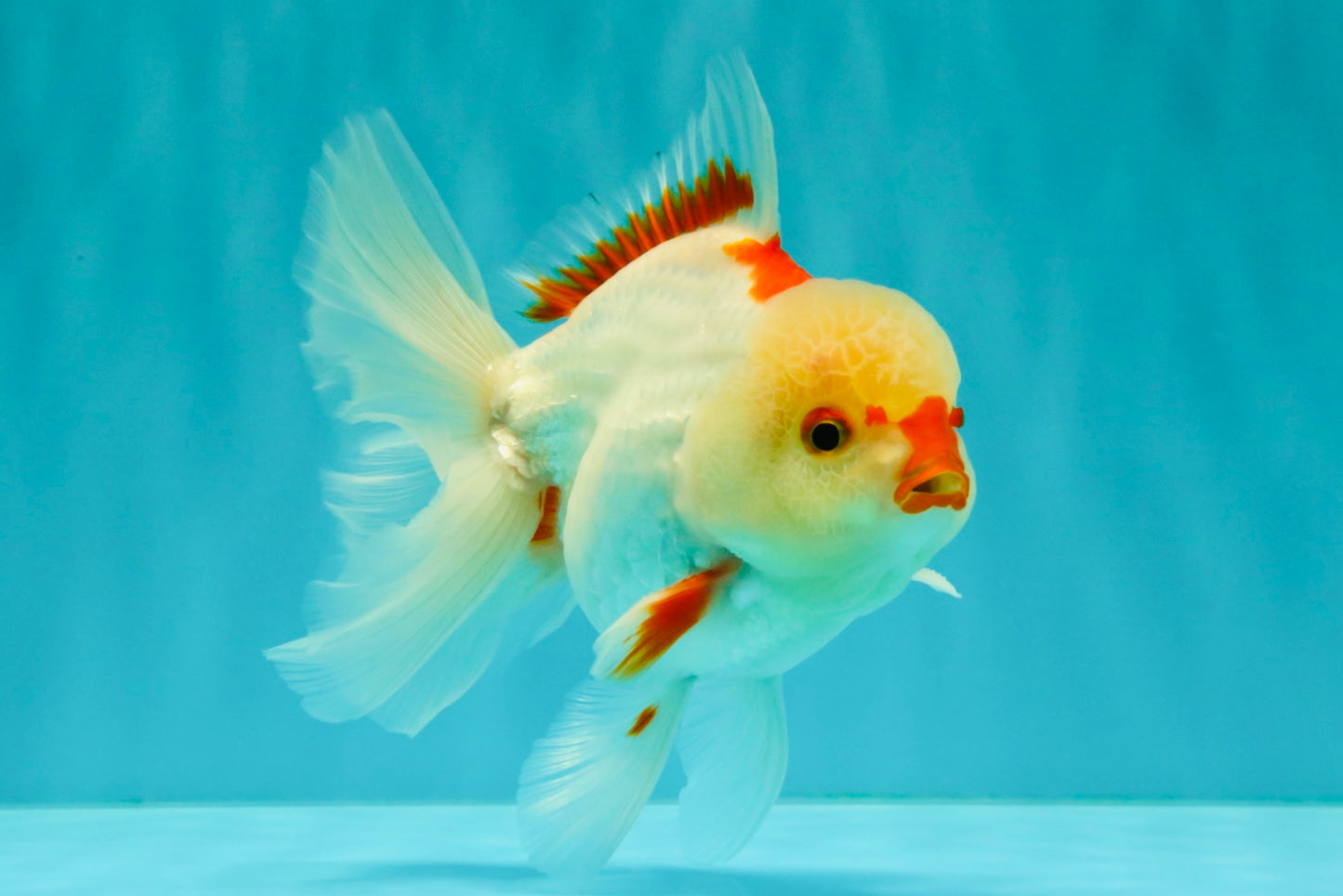 CHICKIE AAA Grade Red White Oranda Male 5-5.5 inches #062626OR_28