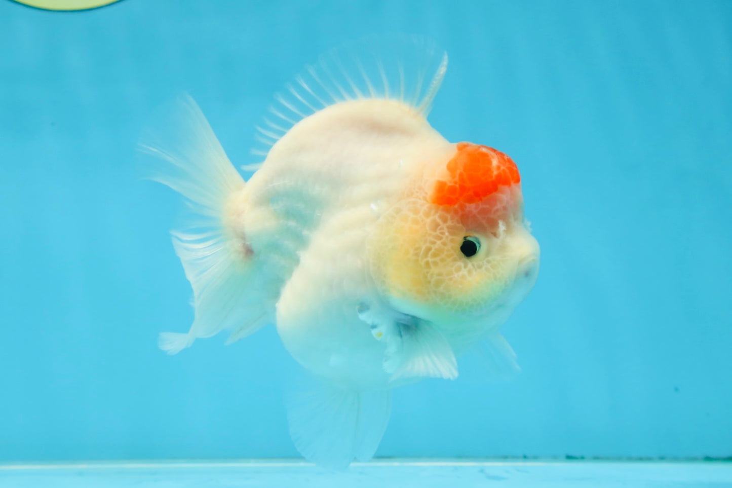 AAA Grade Tancho Sakura Yuanbao Male 4-4.5 inches #101025YB_31