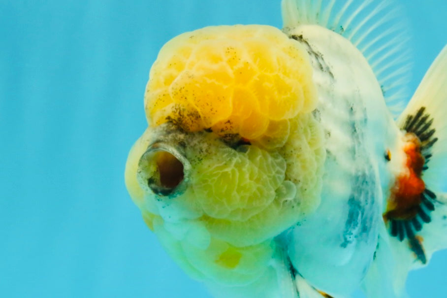 AAA Grade Godzilla White Tiger Oranda Male 6.5 inches #022726OR_10