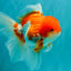 A Grade Red White Oranda Male 5.5 inches #102326OR_17