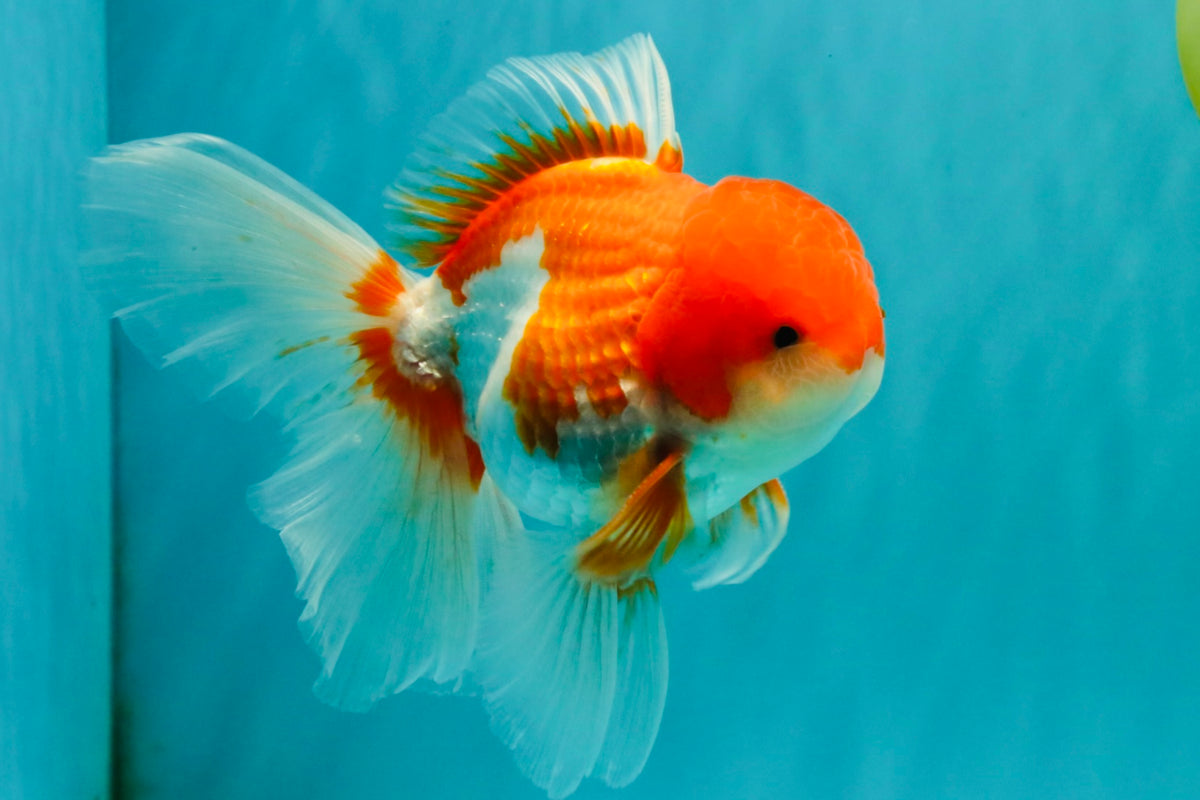 A Grade Red White Oranda Male 5.5 inches #102326OR_17