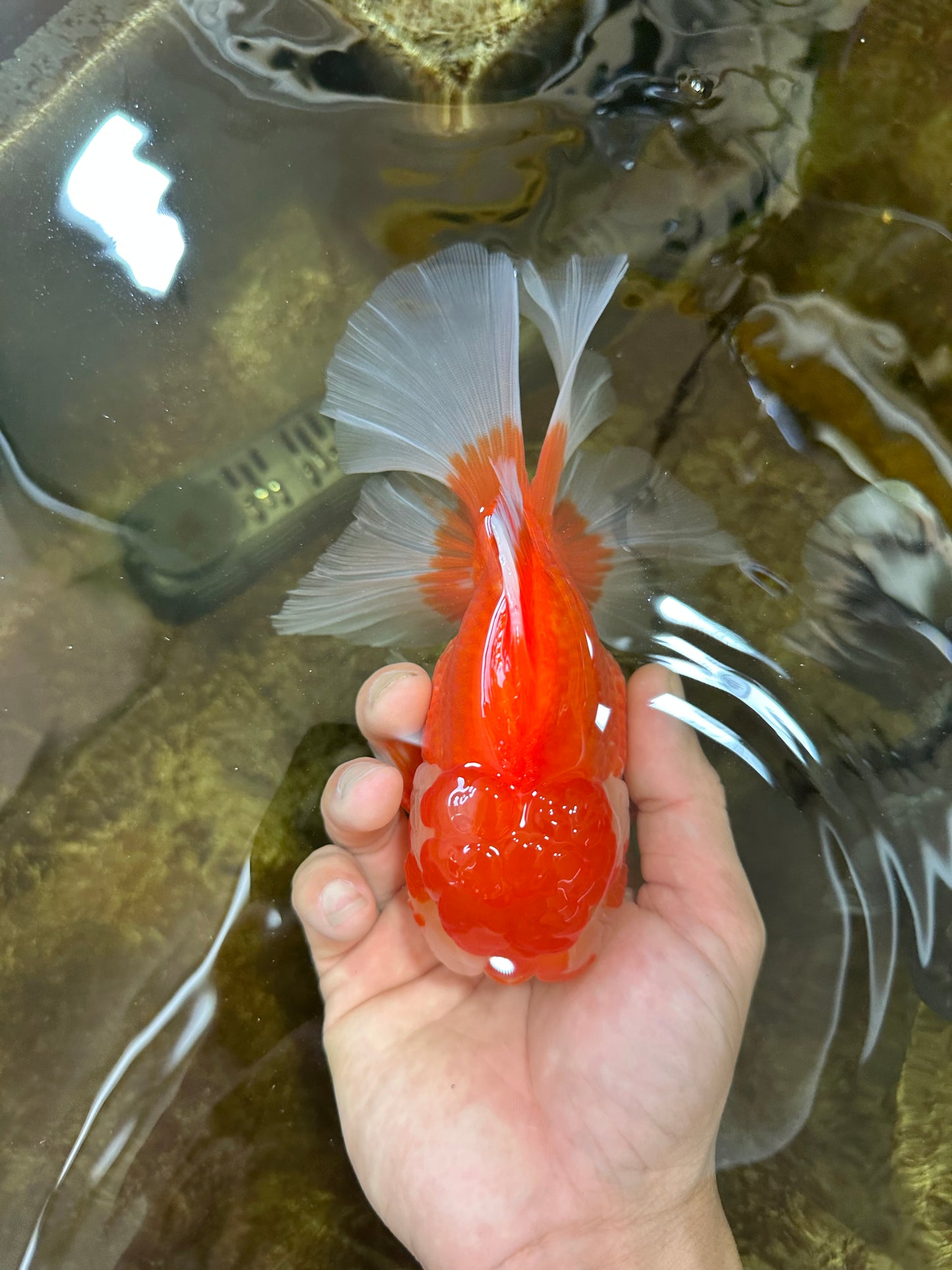 AAA Grade Young Godzilla Red White Oranda Male 6 inches #081525OR_07