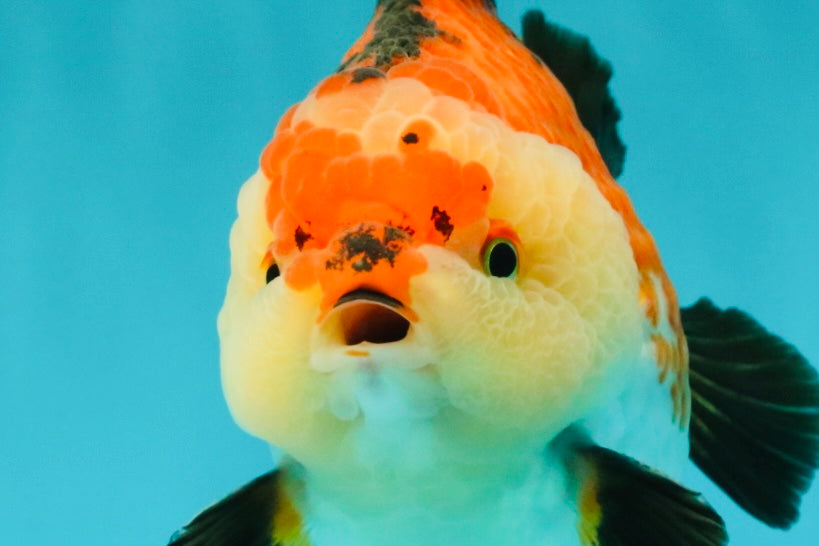 SUPER CUTE AAA Grade Tricolor Yuanbao Male 5 inches #071026YB_17