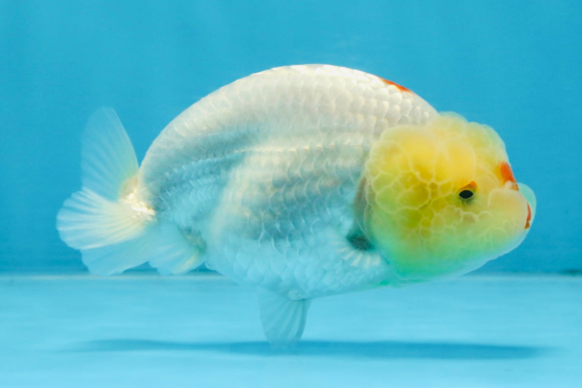 A Grade Red White LionQueen 4 inches #103125LC_21