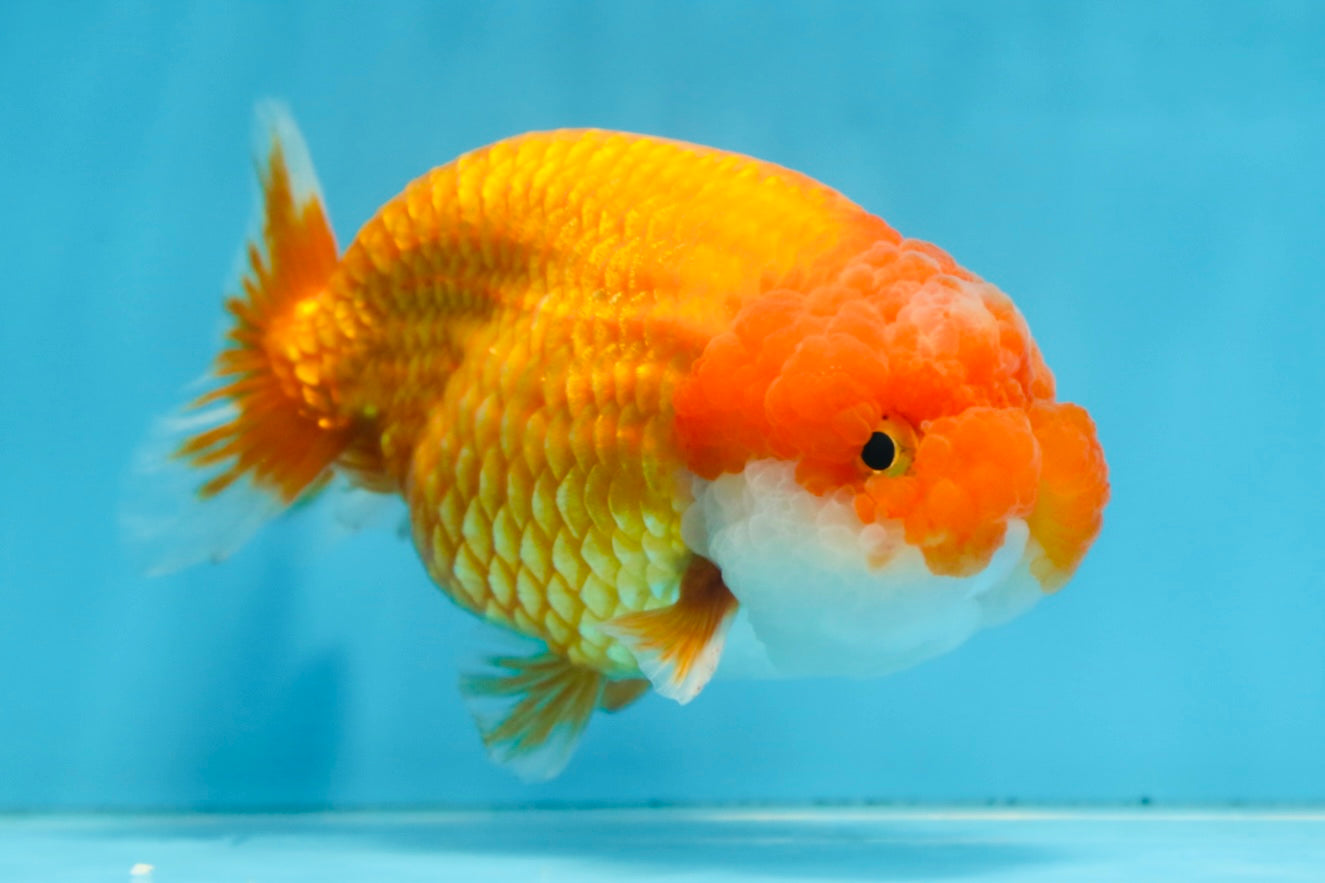 CHUBBY Red White Lionchu Female 5 inches #091225LC_04