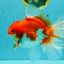 A Grade Red White Oranda Female 6.5-7 inches #050826OR_06