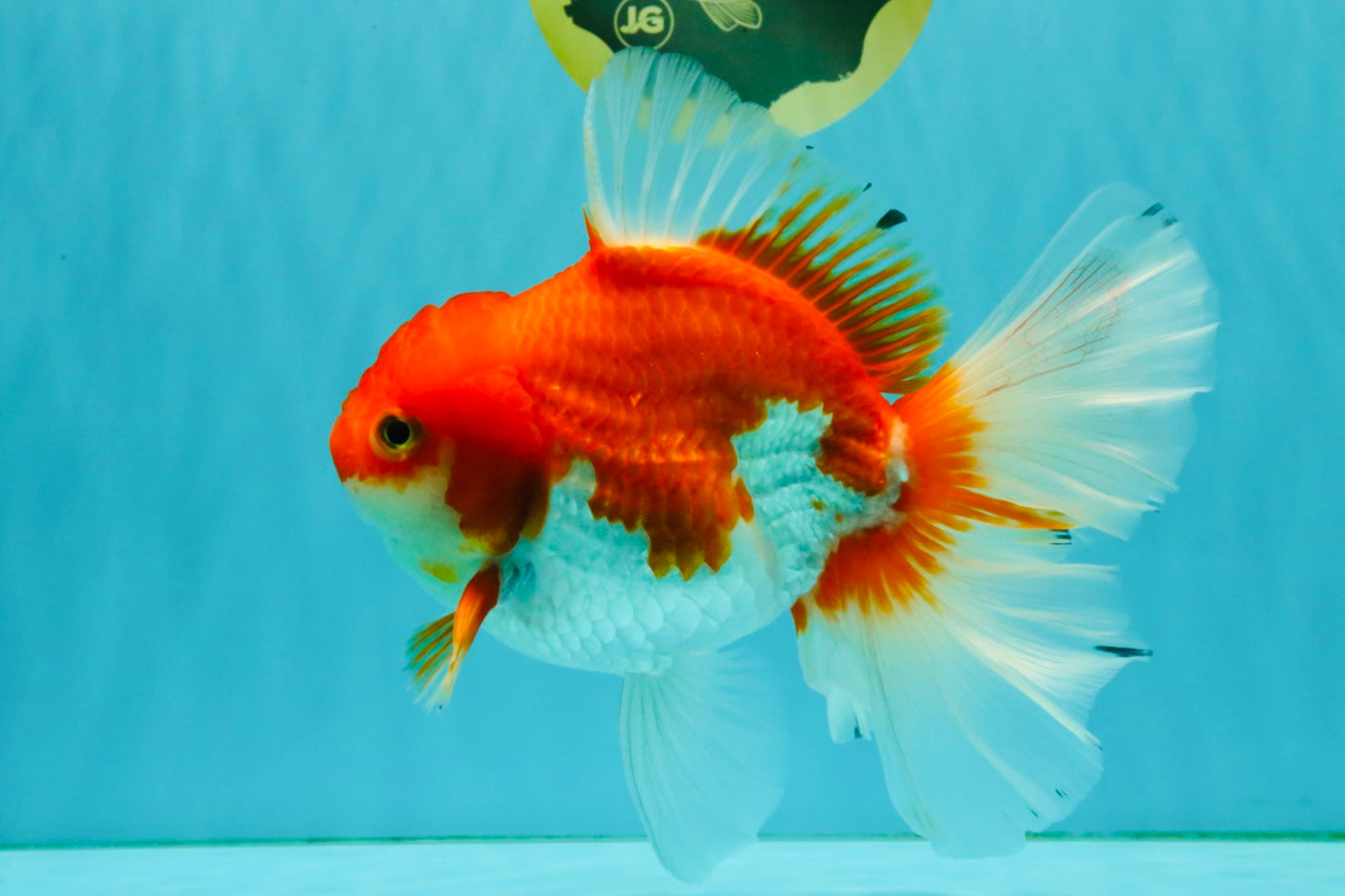 A Grade Red White Oranda Female 6.5-7 inches #050826OR_06