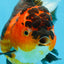 AAA Grade Godzilla Apache Oranda Female 6.5 inches #081525OR_13