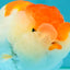 SUPER CUTE A Grade Red White LionQueen 4-4.5 inches #050826LC_14