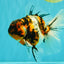 CHUNKY AAA Grade Calico Oranda Male 6-6.5 inches #070626OR_17