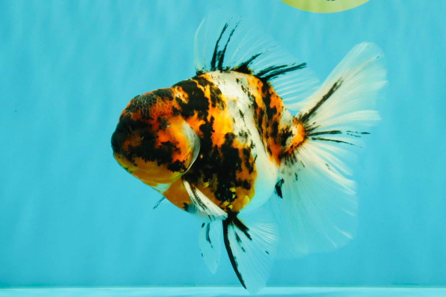 CHUNKY AAA Grade Calico Oranda Male 6-6.5 inches #070626OR_17