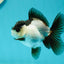 Panda Oranda Female 3.5-4 inches #110124OR_06