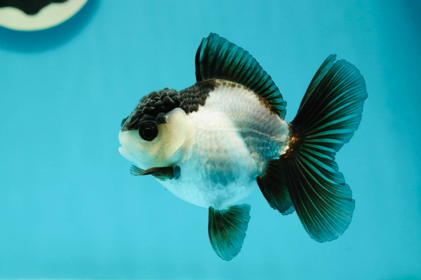 Panda Oranda Female 3.5-4 inches #110124OR_06