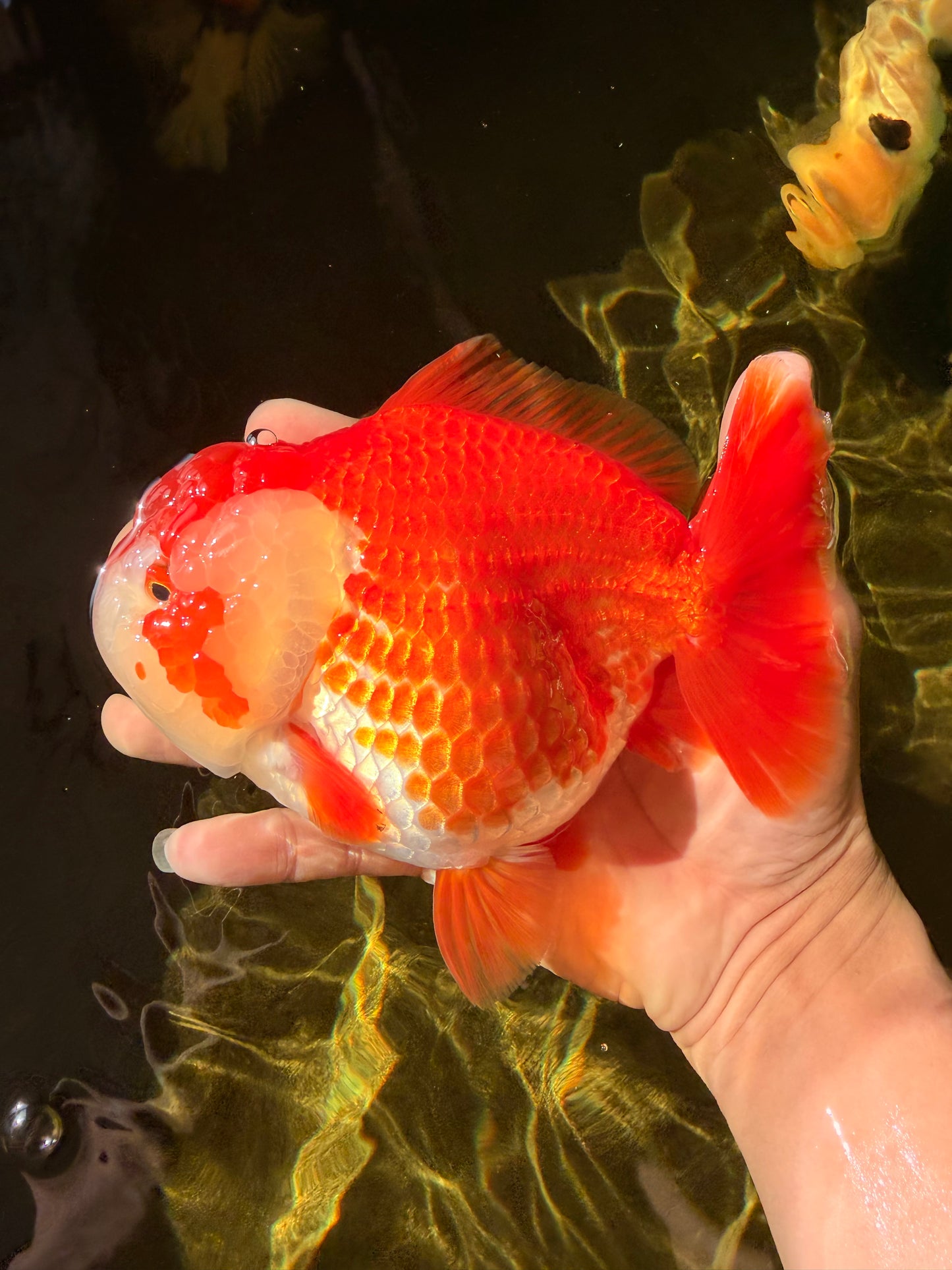 CHONKY AAA Grade Red White Yuanbao Female 6-6.5 inches #032026YB_25