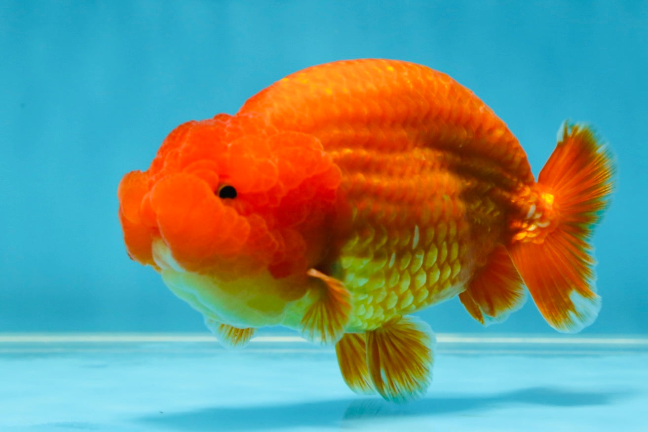 AAA Grade Solid Red LionKing 4.5  inches #052325LC_21