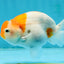 Sakura Blue Base Lionchu Male 4 inches #120624LC_15