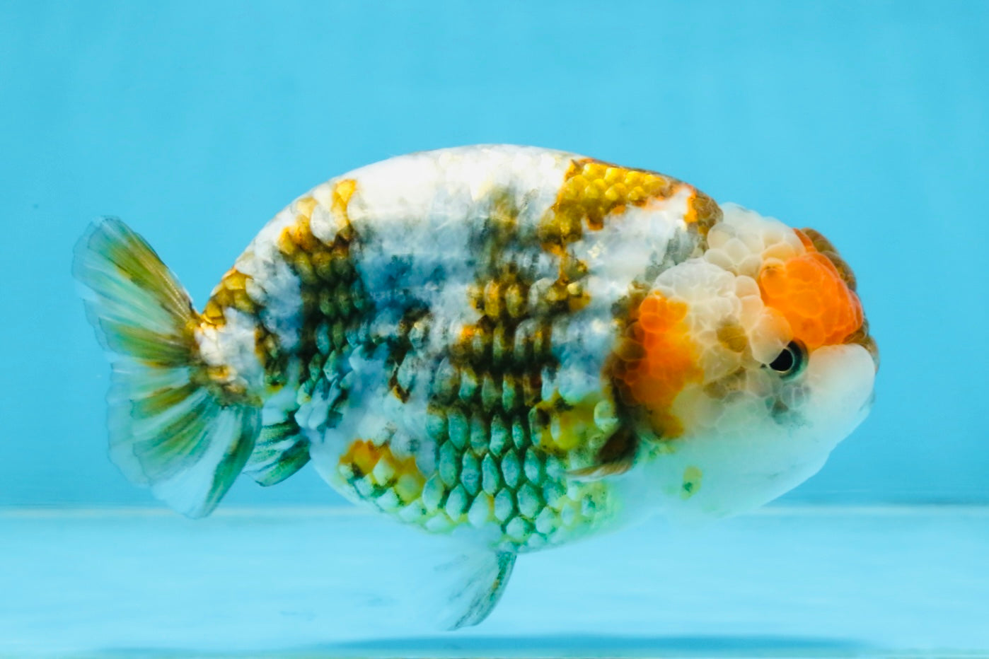 A Grade Calico Blue Base LionQueen 5 inches #103125LC_17